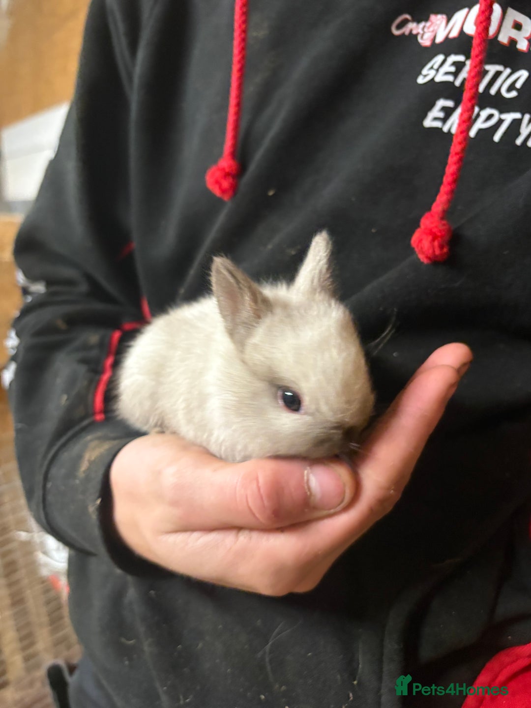 Netherland Dwarf rabbits for sale: Lots of netherland dwarfs for sale - Advert 2