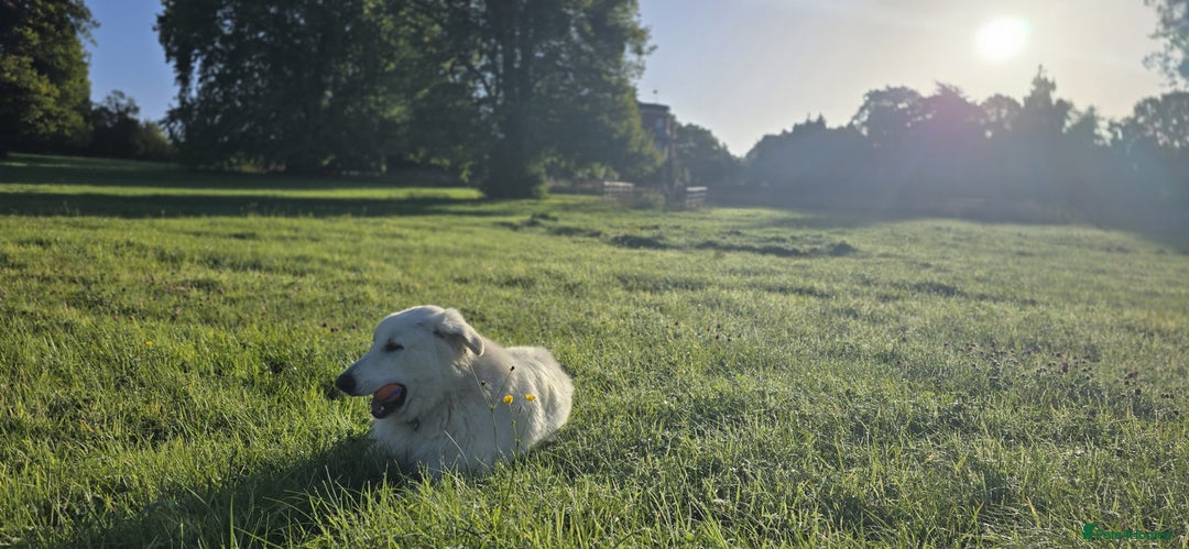 White Swiss Shepherd dogs for sale: 10 month old White Alsatian for loving home - Image 4