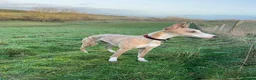 Whippet dogs for sale: Handsome Pedigree Whippet Puppies  - Advert 1
