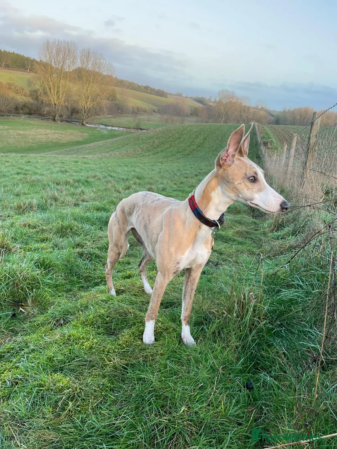 Whippet dogs for sale: Handsome Pedigree Whippet Puppies  - Advert 1