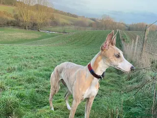 Whippet dogs Handsome Pedigree Whippet Puppies - Advert 1