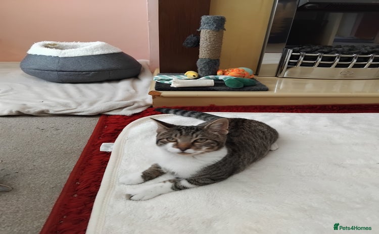 Mixed Breed cats in Plymouth - Advert 14