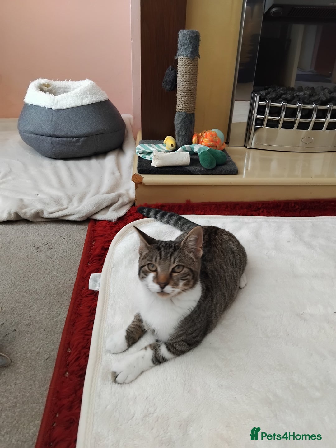 Mixed Breed cats for sale: Lovely bengal x boy for sale. in Plymouth - Image 1