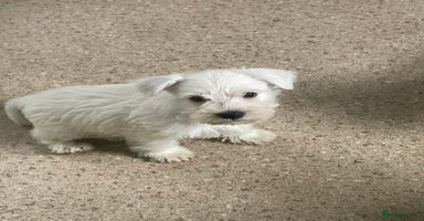 Mixed Breed dogs - Advert 8