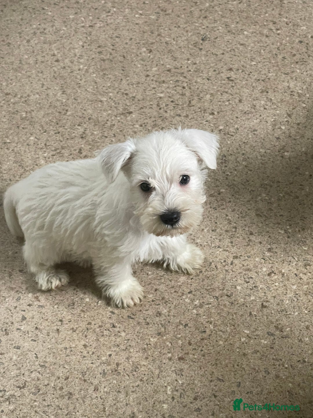 Mixed Breed dogs for sale: Lively litter of Wauzers for sale. - Image 2