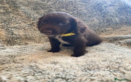 Cocker Spaniel dogs for sale: Beautiful cocker spaniel puppies  - Image 9