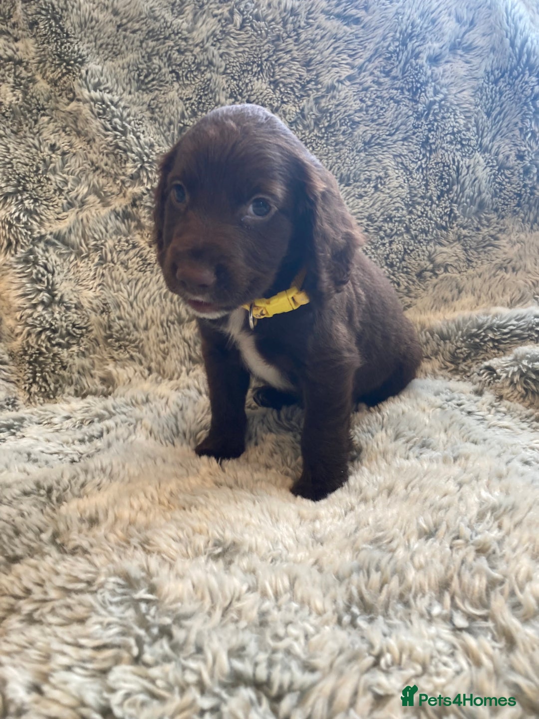 Cocker Spaniel dogs for sale: Beautiful cocker spaniel puppies  - Image 9