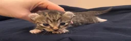 Mixed Breed cats for sale: Sphynx cross kittens x6 - Advert 39