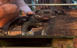 Frug dogs for sale: Peggy the Frug. 1.5years old. - Image 3
