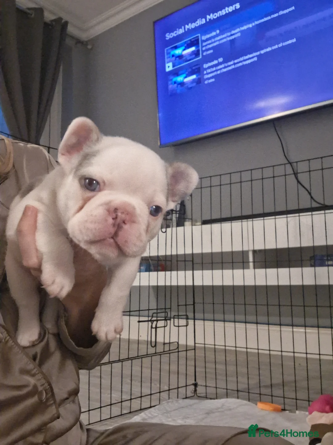 French Bulldog dogs for sale: Frenchie pups in Tilbury - Advert 9