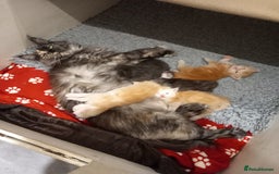 Maine Coon cats for sale: Maine Coon Kittens for sale - Image 5