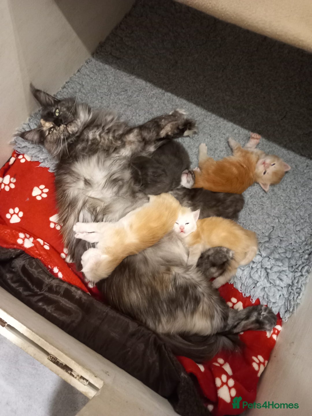 Maine Coon cats for sale: Maine Coon Kittens for sale - Image 5