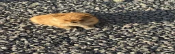 Pomeranian dogs for sale: Pomeranian Puppies LAST BOY LEFT  - Advert 4