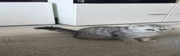 British Shorthair cats for sale: British Shorthair Silver Mackerel Tabby  - Advert 5