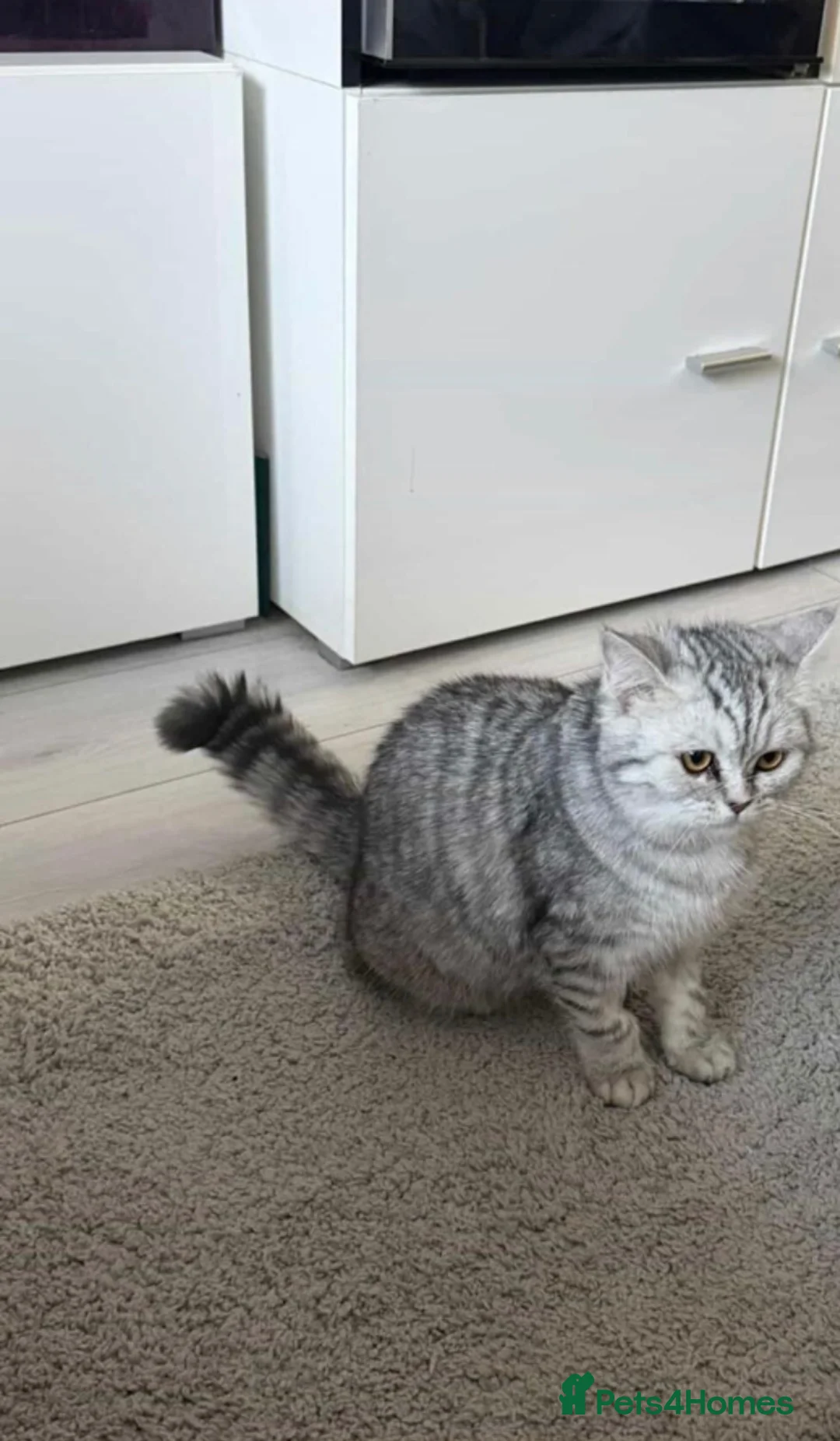 British Shorthair cats for sale: British Shorthair Silver Mackerel Tabby  - Advert 5