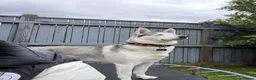 Siberian Husky dogs for sale: SKYE  in Manchester - Advert 5