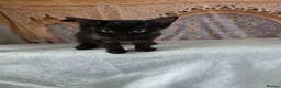 Mixed Breed cats for sale: Kittens looking for happy families  - Advert 10