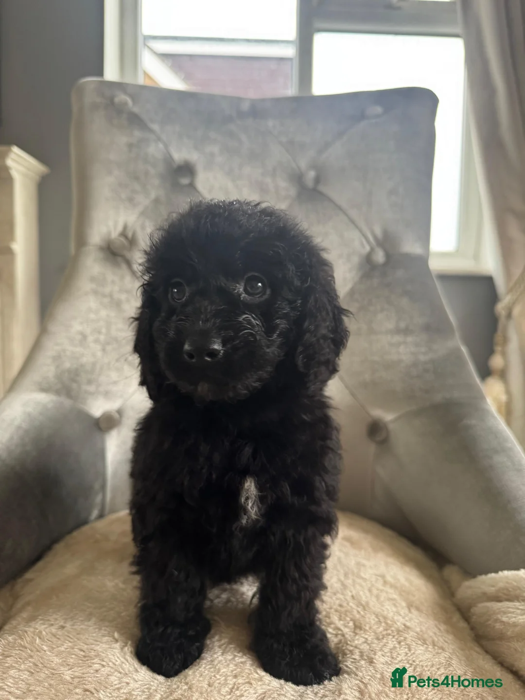 Cockapoo dogs for sale: F1 cockapoo puppies  - Advert 11