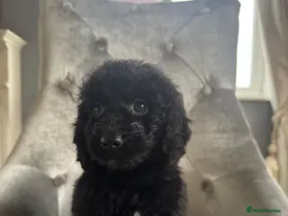 Cockapoo dogs F1 cockapoo puppies - Advert 15