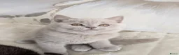 Scottish Fold cats for sale: Beautiful lilac kittens looking for home✨😻 - Advert 6