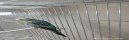 Budgerigars birds for sale: Budgies in London  - Advert 5