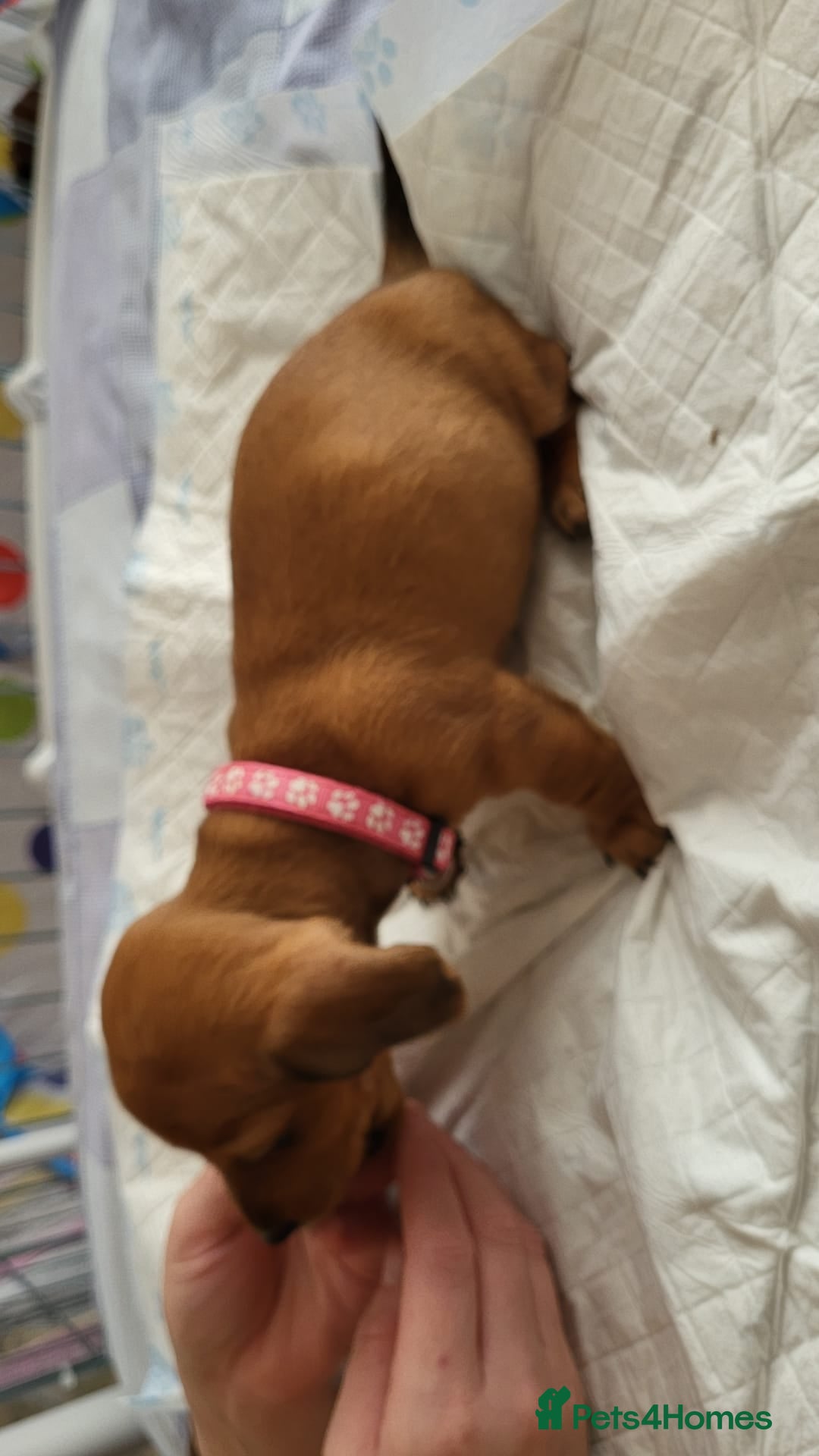 Dachshund dogs for sale: Smooth Haired Dachshund puppies - Advert 36