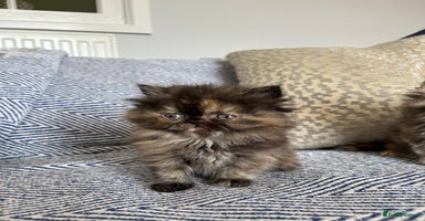 Persian cats - Advert 13