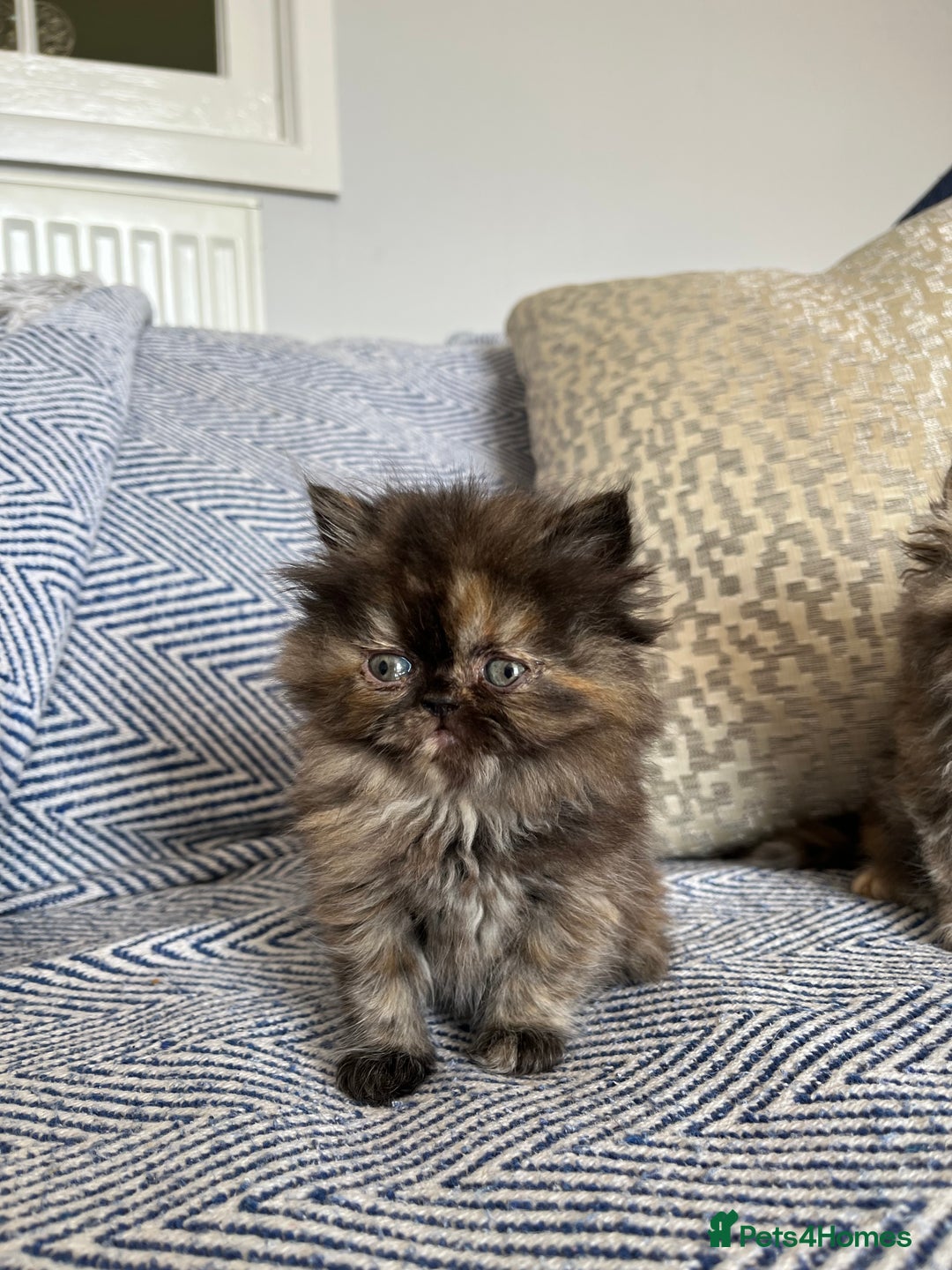 Persian cats for sale: Pure Persian kittens - Image 2
