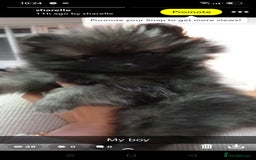 Pomeranian dogs for stud: Stormzy the wolf man teddy bear faced quality stud - Image 2