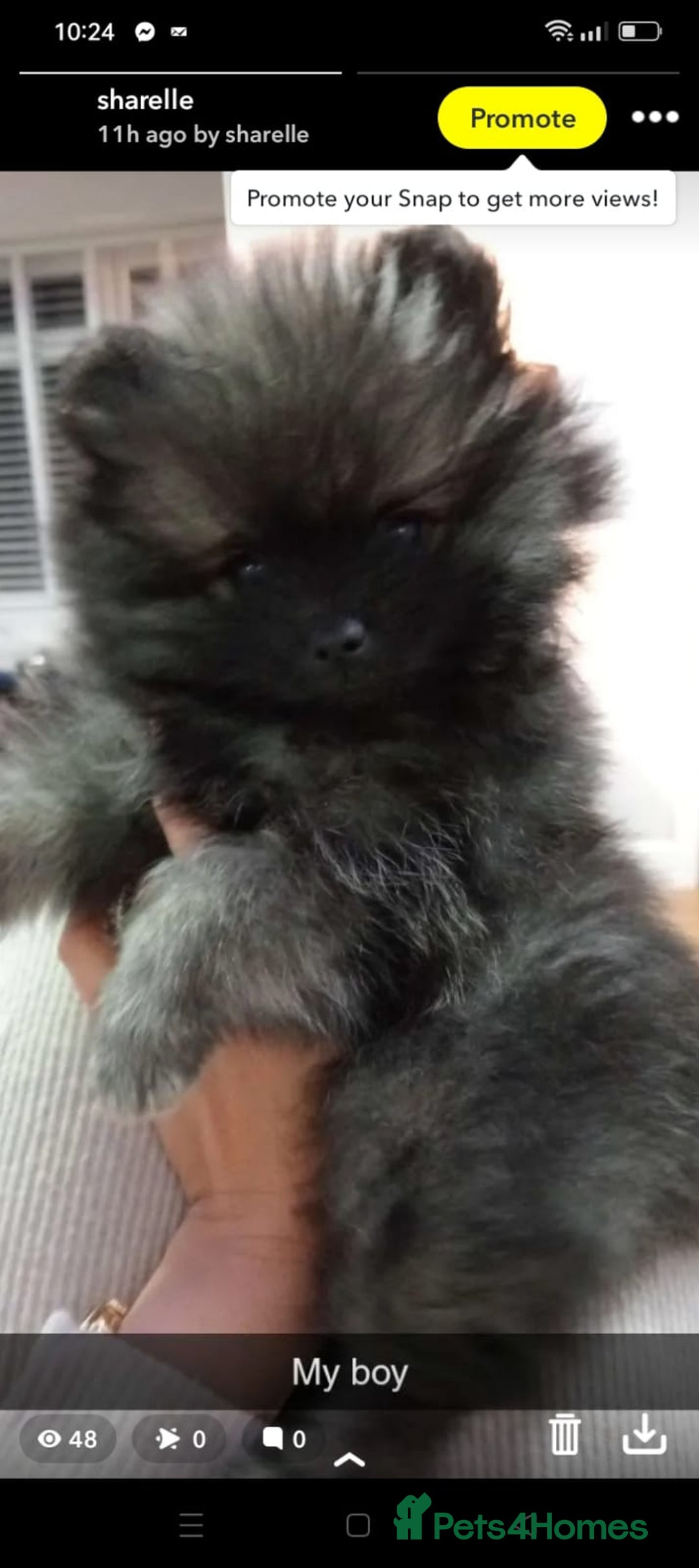 Pomeranian dogs for stud: Stormzy the wolf man teddy bear faced quality stud - Image 2