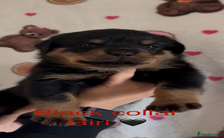 Rottweiler dogs - Advert 1