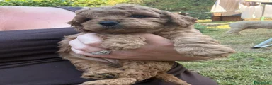 Cockapoo 1