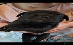 Mixed Breed dogs for sale: Frenchbulldog cross puppies  - Image 12