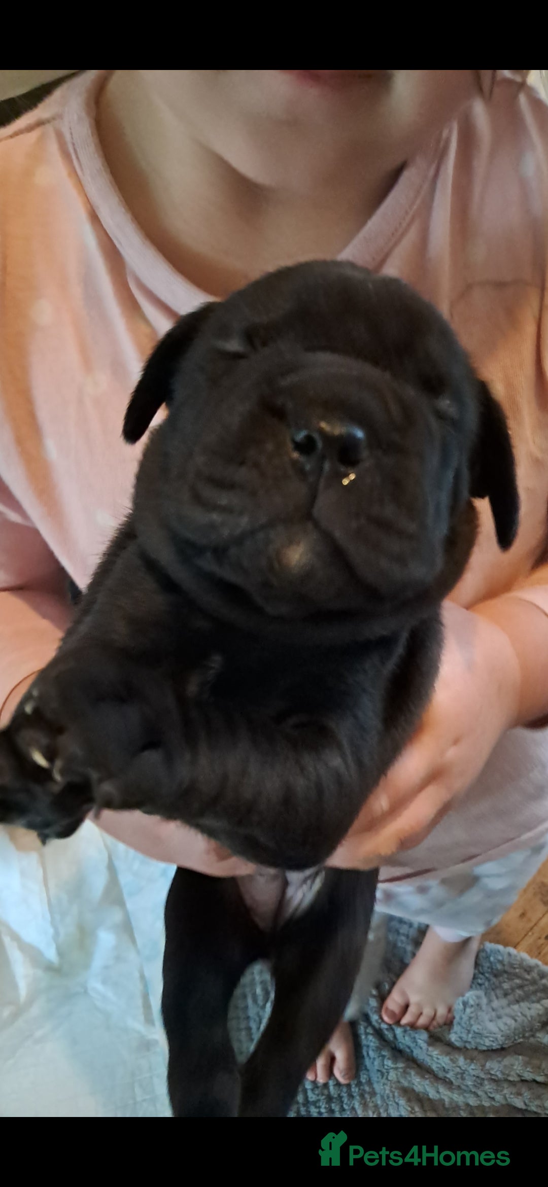 Mixed Breed dogs for sale: Frenchbulldog cross puppies  - Image 12
