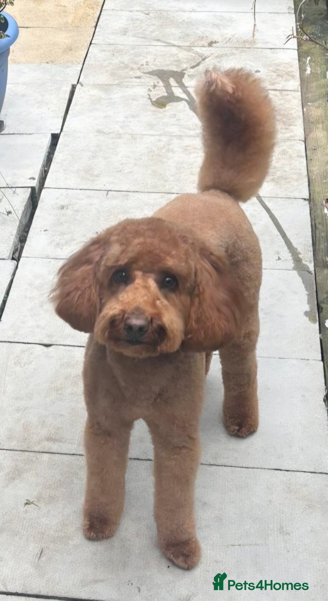 Cockapoo dogs One cockapoo girl available  - Advert 1