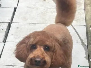Cockapoo dogs for sale: SOLD One cockapoo girl available - Advert 1