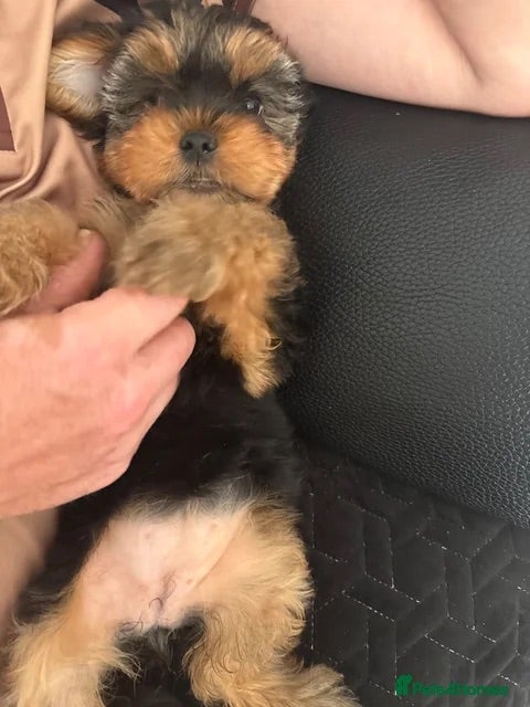 Yorkshire Terrier dogs L@@k 2 beautiful Yorkshire terrier puppies 4 sale - Advert 2