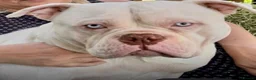 American Bully dogs for sale: American pocket bully (Dodger) - Advert 4
