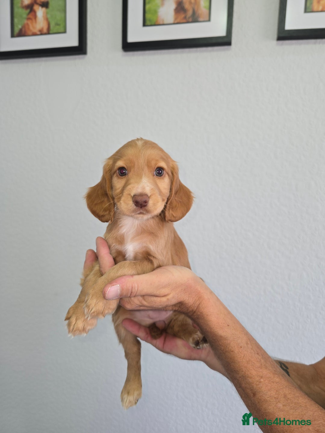 Cocker Spaniel dogs for sale: Working cocker spaniel puppies  - Image 9