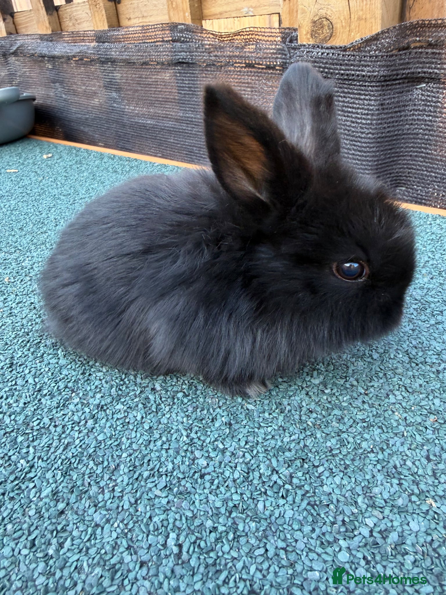 Mixed Breed rabbits 2 mixed  lion head ready now  - Advert 2