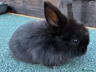 Mixed Breed rabbits 2 mixed lion head ready now - Advert 2