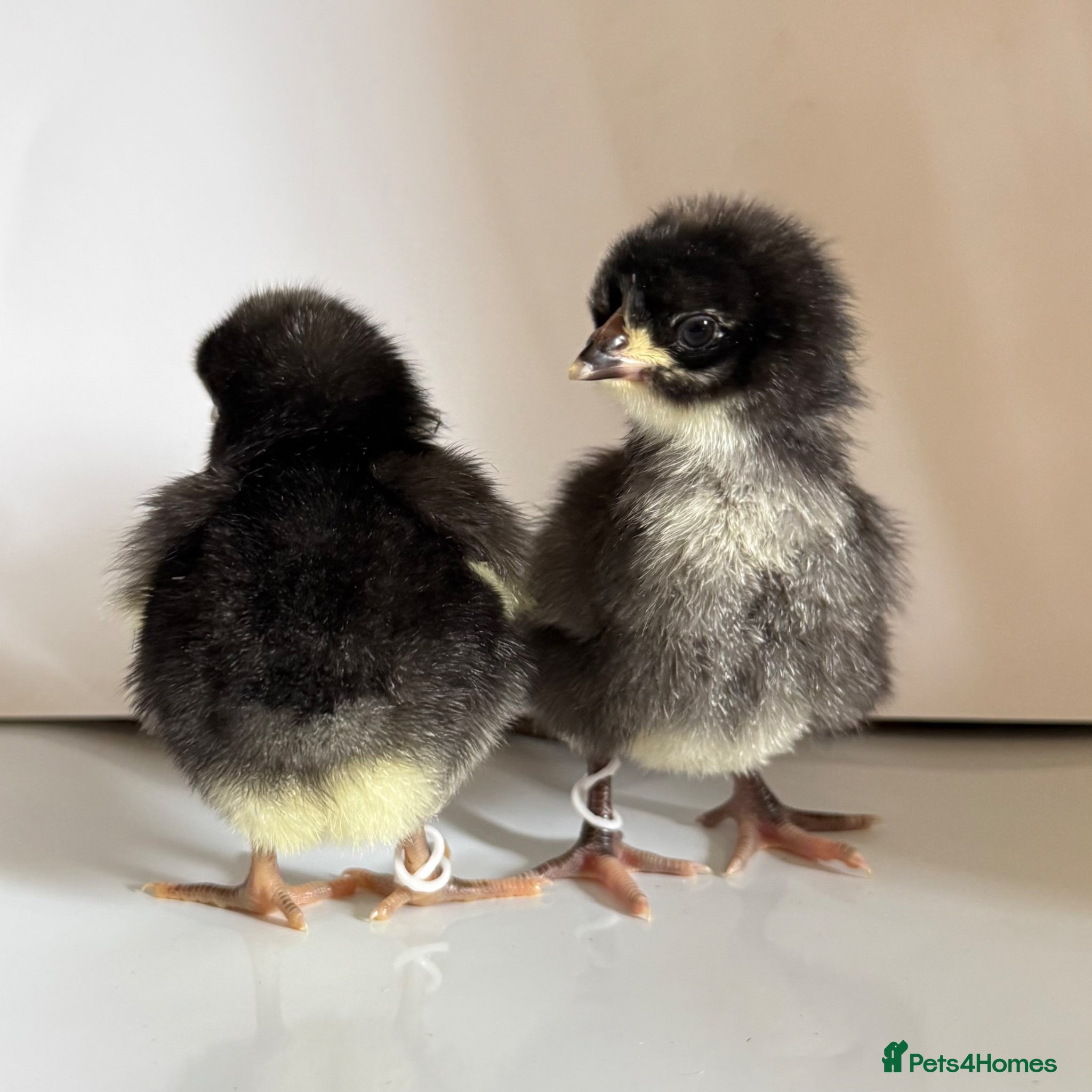 Chickens poultry  Chicks Weekend Offer 1 free chick  - Advert 2