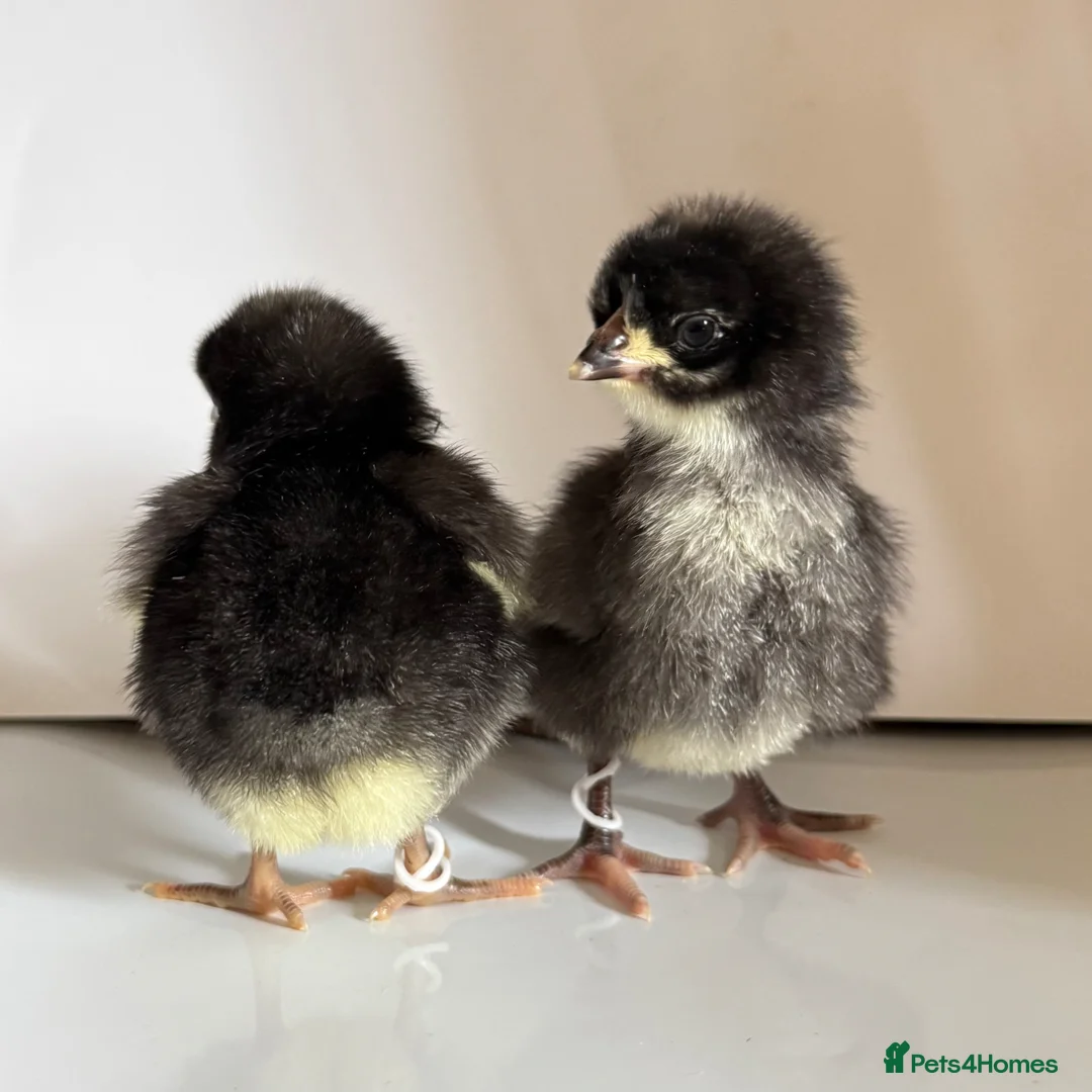 Chickens poultry for sale: Various breeds day old chicks  - Advert 2