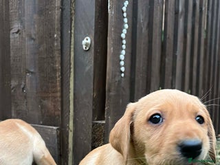 Labrador Retriever dogs Beautiful Labradors. Ready to go Wednesday! - Advert 2