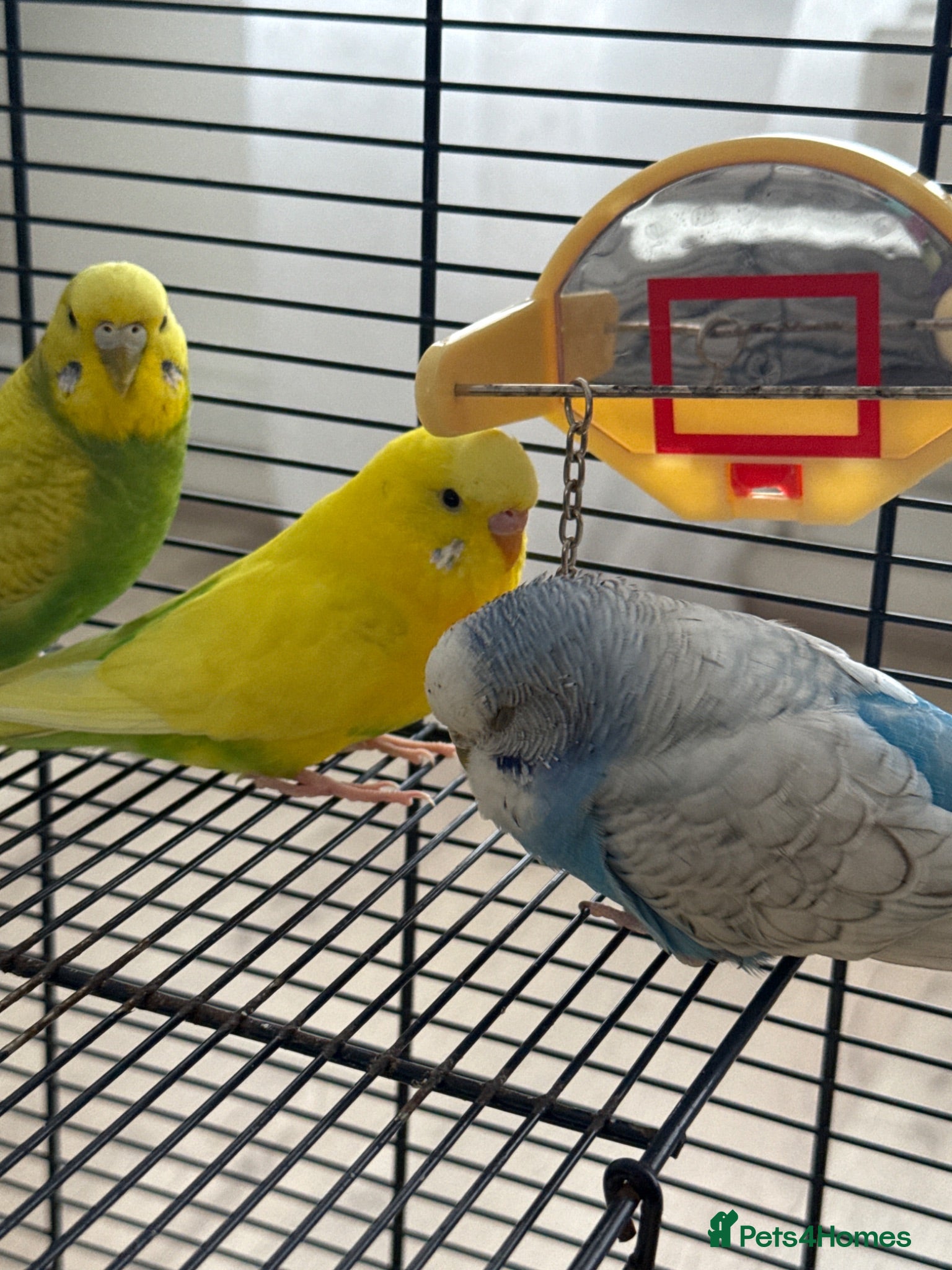 Budgerigars birds 3 Budgie  - Advert 1