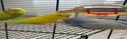 Budgerigars birds for sale: 3 Budgie  - Advert 1