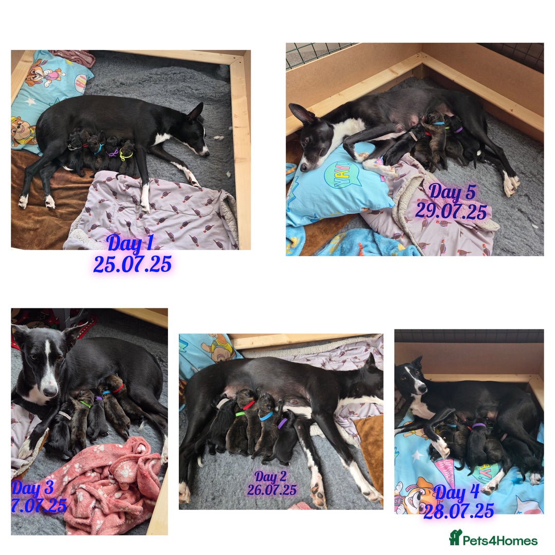 Mixed Breed dogs for sale: Beautiful Collie x K.C Staffy Pups  - Image 4