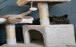 British Shorthair cats for sale: Beautiful Cream/Fawn Female TICA Reg (Active) - Image 2