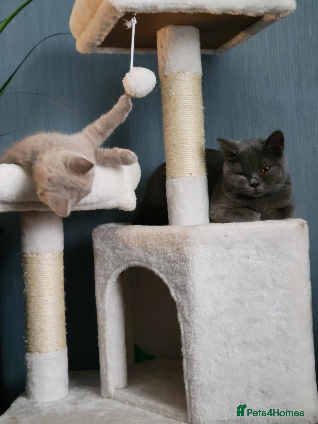British Shorthair cats for sale: Beautiful Cream/Fawn Female TICA Reg (Active) - Image 2