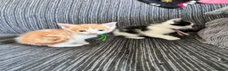 Mixed Breed cats for sale: 2 lovely kittens left  in King's Lynn - Advert 11